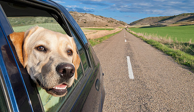 Si vous voulez voyager avec votre animal de compagnie…